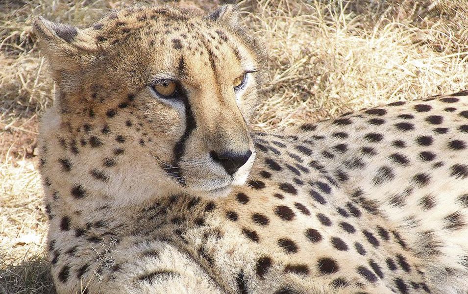 Cheetah Breeding (The Wildt Shingwedzi)
