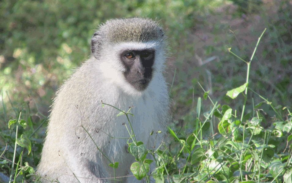 Monkey Rescue Center (122km)